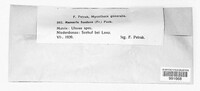 Splanchnonema foedans image
